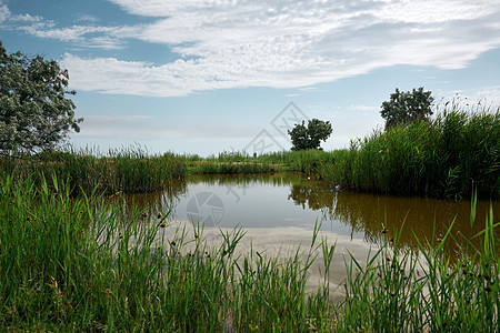 夏日 用绿的池塘视图反射乡村环境旅行绿色叶子天空季节公园芦苇图片