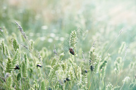 乌克兰草原里有虫子的绿草 夏季日图片