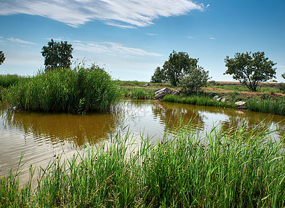夏日 用绿的池塘视图季节场景乡村绿色蓝色反射天空叶子芦苇植物图片