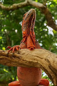 红鬣蜥底部的视图 爬行动物头部特写 在大自然中伪装的一只年轻蜥蜴的特写镜头 这种鬣蜥呈深红色至橙色 体型与绿鬣蜥相似宠物脊椎动物图片