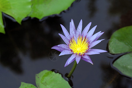 莲花紫色 水上莲花紫色垫 莲花池花园农场 地表水上莲花紫色图片