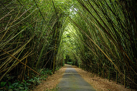 竹子树在路边游客风景小路场景踪迹地标花园神社途径树林图片
