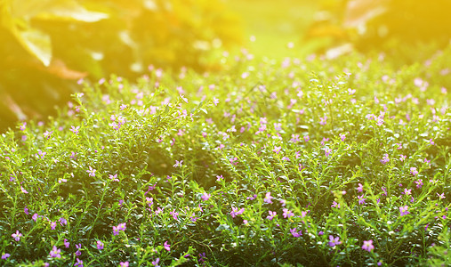 花卉小复古可爱草在放松早晨时间阳光背景 footag草地雏菊场地黄色晴天季节花园荒野绿色植物学图片