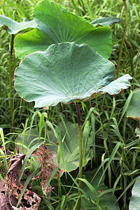 莲花百合板 莲花自然花萼植物百合异国风化生物学叶子热带荷花树叶图片