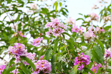 Tabak花朵(泰字) 白色 粉红色 紫花色图片