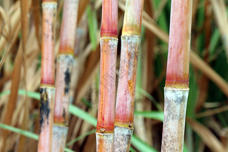 甘蔗新鲜 种植园甘蔗 甘蔗农场 背景甘蔗 甘蔗农业生物土地生长果汁植物收获收成生物质水果燃料图片