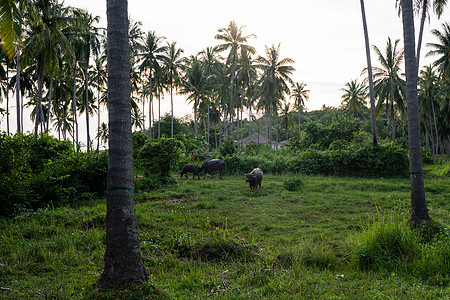 大角水牛在绿色热带丛林的草坪上吃草棕榈旅行奶牛喇叭哺乳动物环境宠物野生动物公园农村图片