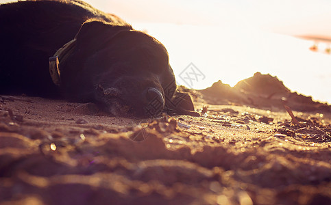 老黑狗睡在沙滩上图片