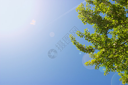 树上树冠 树冠与美丽的清蓝天空对立图片