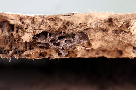 被白蚁或白蚁选择性聚焦吃掉的白蚁巢穴白蚁巢穴背景爬坡殖民地衰变木头蚂蚁房子植物害虫木材土壤图片