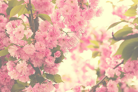 粉红色的樱桃花特写盛开的粉红色樱桃树与 s植物群树叶晴天墙纸情绪樱花卡片玫瑰花瓣花园图片