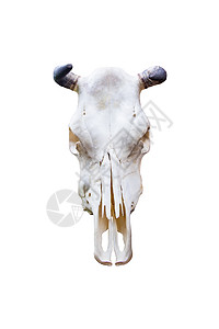 头顶牛头盖骨 在白色背景上被孤立的角 流行使用家庭装饰图片