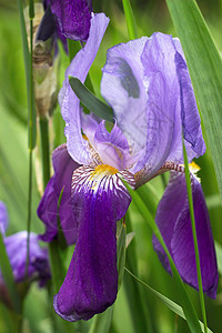 Violet iris花花紫色植物公园美丽植物群花瓣鸢尾花淡紫色植物学花园图片