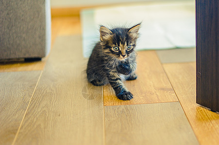 灰色黑白条纹小猫坐在木地板上毛皮宠物哺乳动物虎斑猫咪木头婴儿地面拉伸眼睛图片