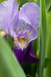 Violet iris花花植物群菖蒲植物紫色宏观公园淡紫色鸢尾花叶子花园图片