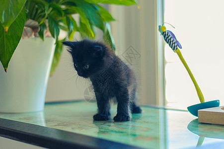 黑小黑小猫坐在玻璃桌边的花盆旁边 上面有花朵和玩具哺乳动物游戏婴儿宠物猫咪桌子猫科动物短发黑猫图片