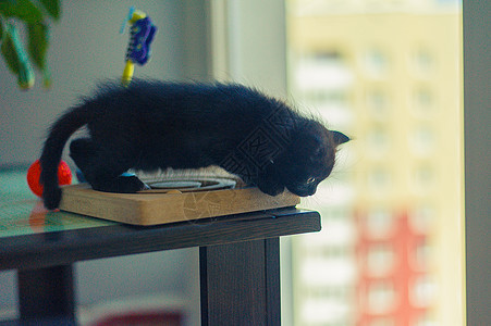 一只小黑猫坐在一个大窗户附近的玩具旁游戏朋友孤独毛皮短发猫咪动物小猫男性家庭图片