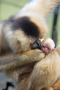 猴子年婴儿俘虏少年白手原始人濒危动物园猿猴丛林动物图片