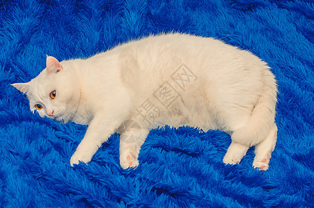 白猫睡在蓝沙发上图片