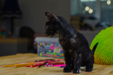 黑小猫坐在彩色铅笔旁边图片