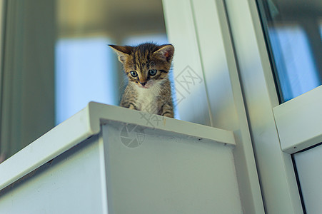 一只怀着白胸的小猫坐在窗台上家畜房子窗户眼睛女性虎斑爪子男性宠物短发图片