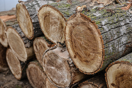在一个公园里 木林自然砍伐的原木木头白云林业风格树干记录乡村裂缝林地森林图片