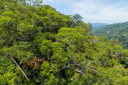 Temburunng乌卢国家公园公园森林蓝色环境爬坡道栖息地风景国家处女雨林图片