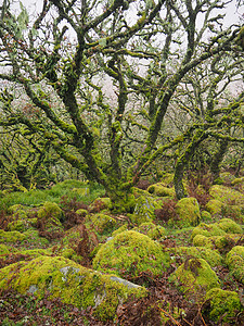 德文达特摩尔国家公园s Wood 橡木林 地衣和苔稼农村沼泽地崎岖苔藓风景游客林地巨石地形橡木图片