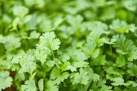 Coriander 植物叶 在自然品位下生长     G食物叶子农场香菜沙拉薄荷水培芫荽营养蔬菜图片