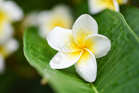 绿叶上含滴水的鲜花     其他名称图片