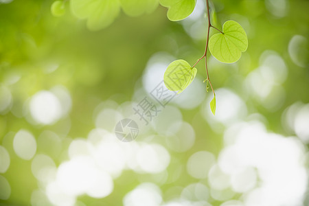 模糊绿叶的近似美丽迷人的自然景色生长墙纸背景花园热带植物群公园季节晴天环境图片