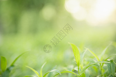 近距离接近美丽的自然景色 在模糊绿绿的绿叶上背景绿色植物环境植物学树叶生态晴天生长季节太阳图片