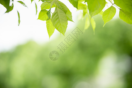 模糊绿叶的近似美丽迷人的自然景色生态花园绿色植物植物群季节植物环境晴天热带公园图片