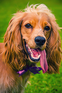 英语狗犬类动物棕色宠物婴儿小狗绿色公园白色头发图片