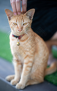 女人用手抓一只橙色猫宠物哺乳动物橙子虎斑猫科猫咪小猫家畜动物女士图片