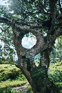 树橡木圆形野生动物蛛网中心木头森林圆圈生态棕色图片