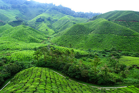 茶叶种植景观图片