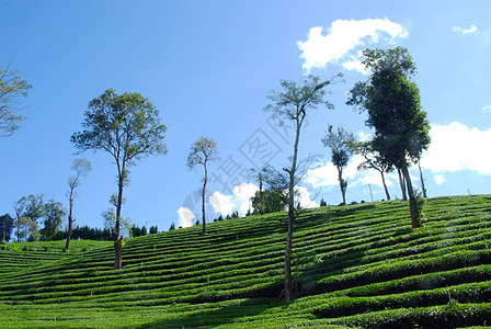 茶叶种植景观4背景图片