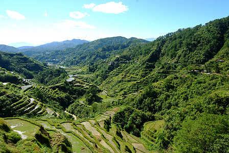 水稻梯田园艺植物阳台叶子环境成长生态地球场地农场图片