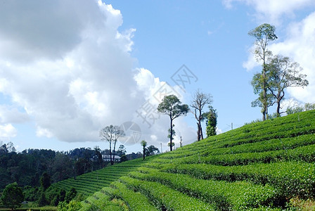 茶叶种植景观3图片