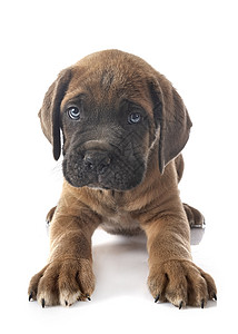小狗可口可乐动物工作室甘蔗宠物灰色獒犬棕色背景图片