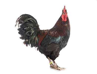 摄影棚里的公鸡农业动物乡村农场工作室奢华母鸡羽毛家禽黑色图片
