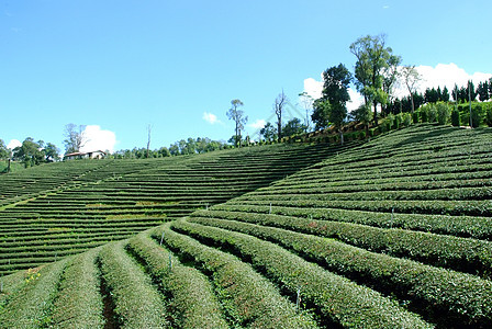 茶叶种植景观5图片