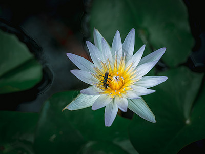 在池塘中美丽的白莲花 绿色莲树叶植物花粉漏洞花园热带蜜蜂叶子阴影紫色植物群图片