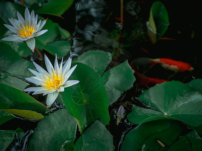 在池塘中美丽的白莲花 绿色莲树叶季节花瓣热带叶子鲤鱼植物紫色花园阴影花粉图片