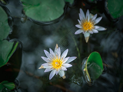 在池塘中美丽的白莲花 绿色莲树叶荷花植物阴影花园植物群植物学季节百合花瓣花粉图片