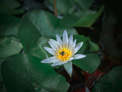 在池塘中美丽的白莲花 绿色莲树叶热带植物学花粉花园阴影植物紫色叶子荷花百合图片