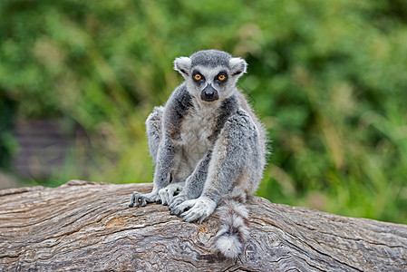 环尾狐猴森林动物荒野脊椎动物哺乳动物毛皮尾巴动物园黑与白雨林图片