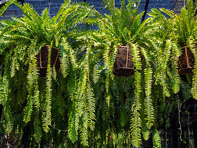 花园吊盆中的蕨类植物装饰风格叶子农场公园生长树叶团体阴影园艺图片
