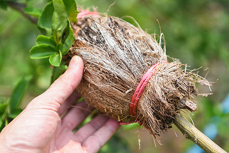 使用手生灰传播     在柠檬树上植树b图片